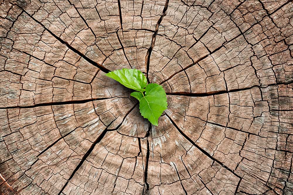 Economia circolare del legno